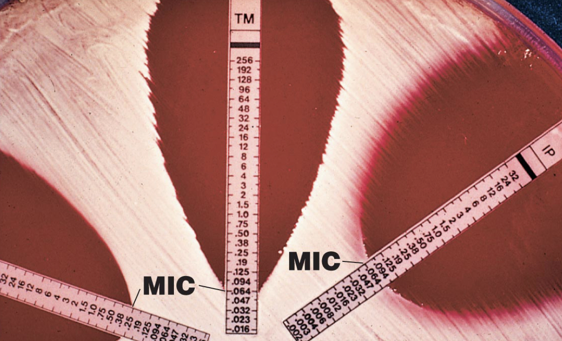 Testing Drugs - the E (epsilometer) test