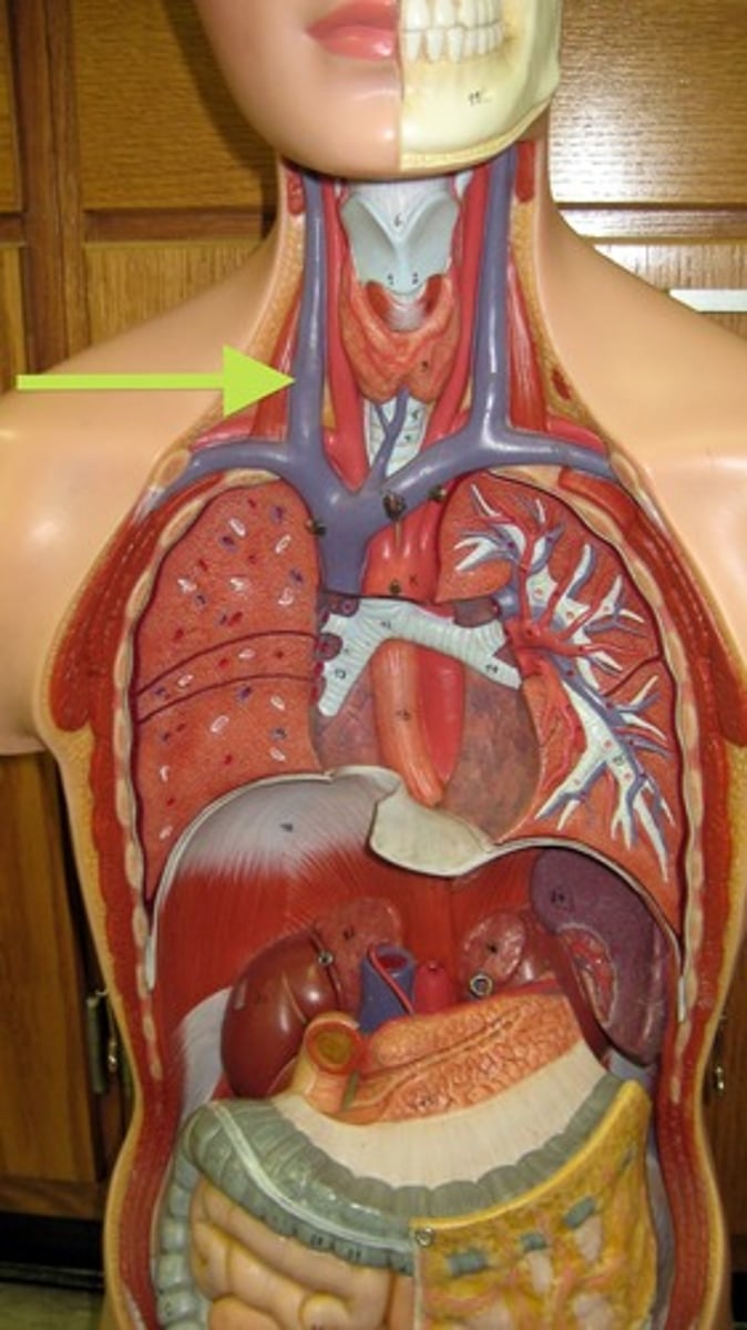 <p>What vein is this?</p>