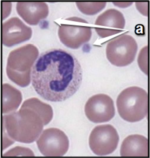 \-Fragments of megakaryocytes \n -Significant role in clotting \n (Frame work for clots) \n -200,000-400,000 per cubic milliliter