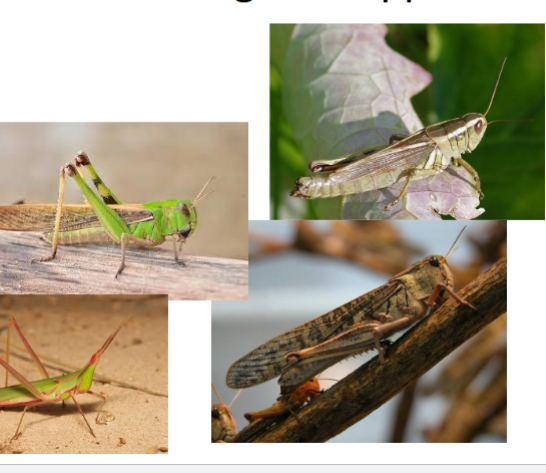 <p>name the family</p>