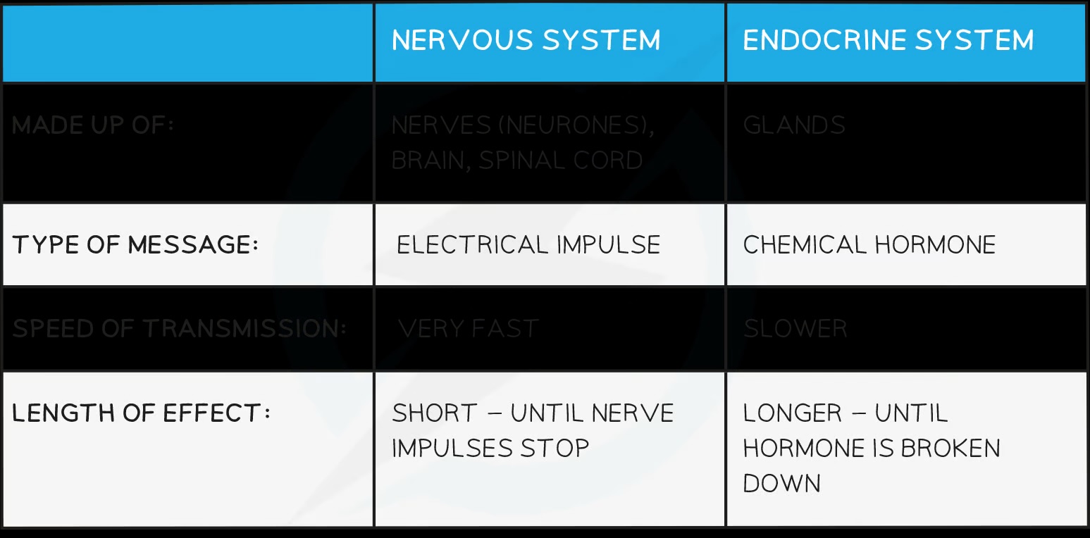 <p>Nervous: fast and short-lived; hormonal: slow and long-lasting</p>