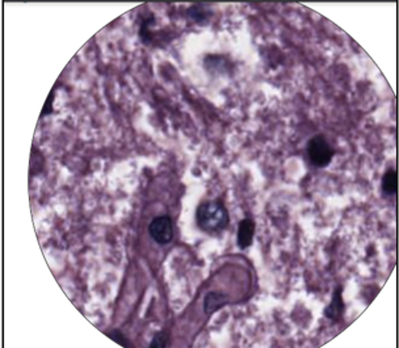 <p>name the cell type and gland</p>