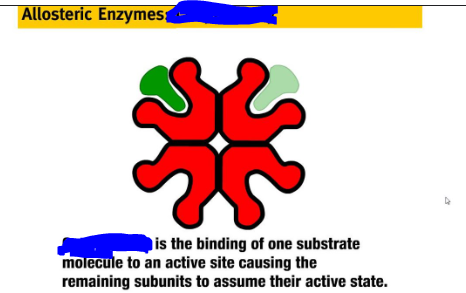 <p>In the context of enzymes, the process of a substrate serving as an allosteric activator by binding to an active site resulting in either the activity of another active site on the same enzyme going up or resulting in a conformational change in shape that opens up other active sites on the same enzymes. The picture attached shows the latter occurring.</p>
