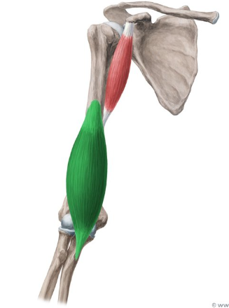 <p>What is this muscle called?</p>