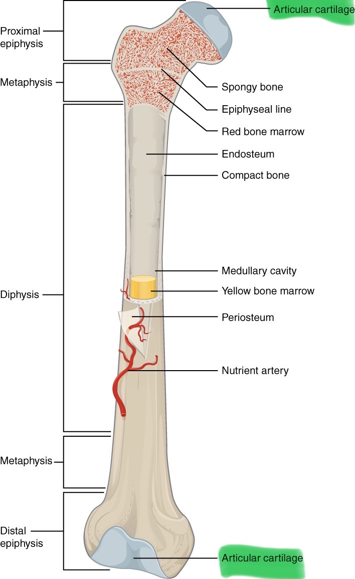 <p>Hyaline cartilage that covers the ends of bones in synovial joints</p>
