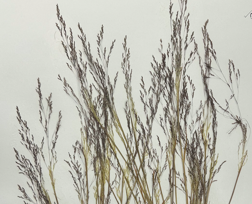 <p>Poales</p><p><span style="background-color: transparent;"><span>Poaceae</span></span></p>