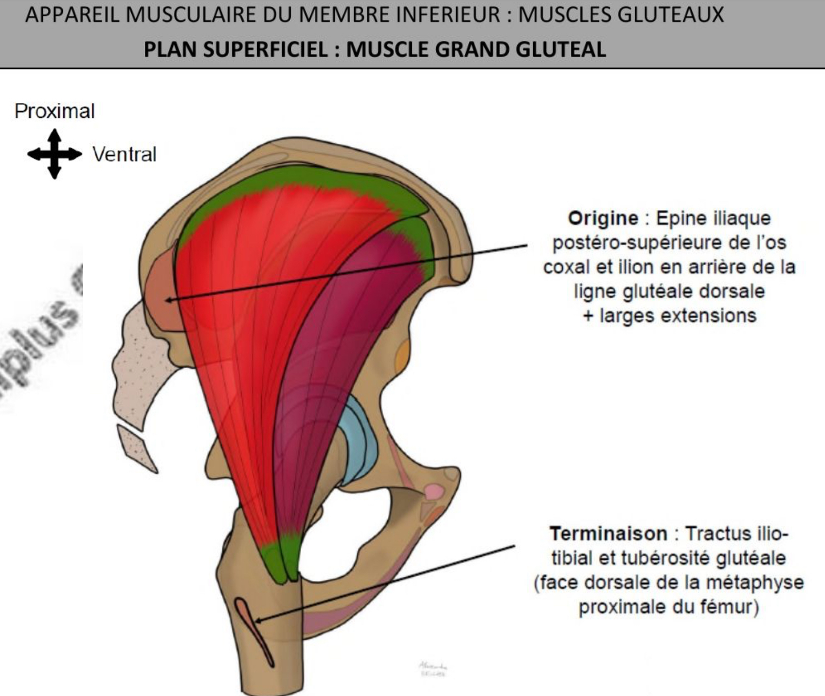 <ul><li><p>le + superficiel région glutéale, + puissant du corps, sep des petits/moyens glut par lame adipeuse sous glutéale</p></li><li><p>Épine iliaque postérieur supérieur os coxal &amp; ilion en arrière ligne gluteale dorsale</p></li><li><p>Tractus ilio-tibial et tuberosité glutéale (face dorsale de la métaphyse proximale du fémur)</p></li><li><p>Nv crête sacrale latérale, sur crête iliaque, sur ligament sacro-tubéral</p></li></ul><p></p>
