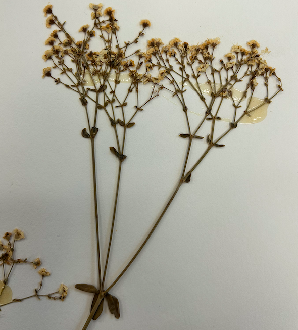 <p>Euphorbiaceae</p><p><em>Euphorbia</em></p>