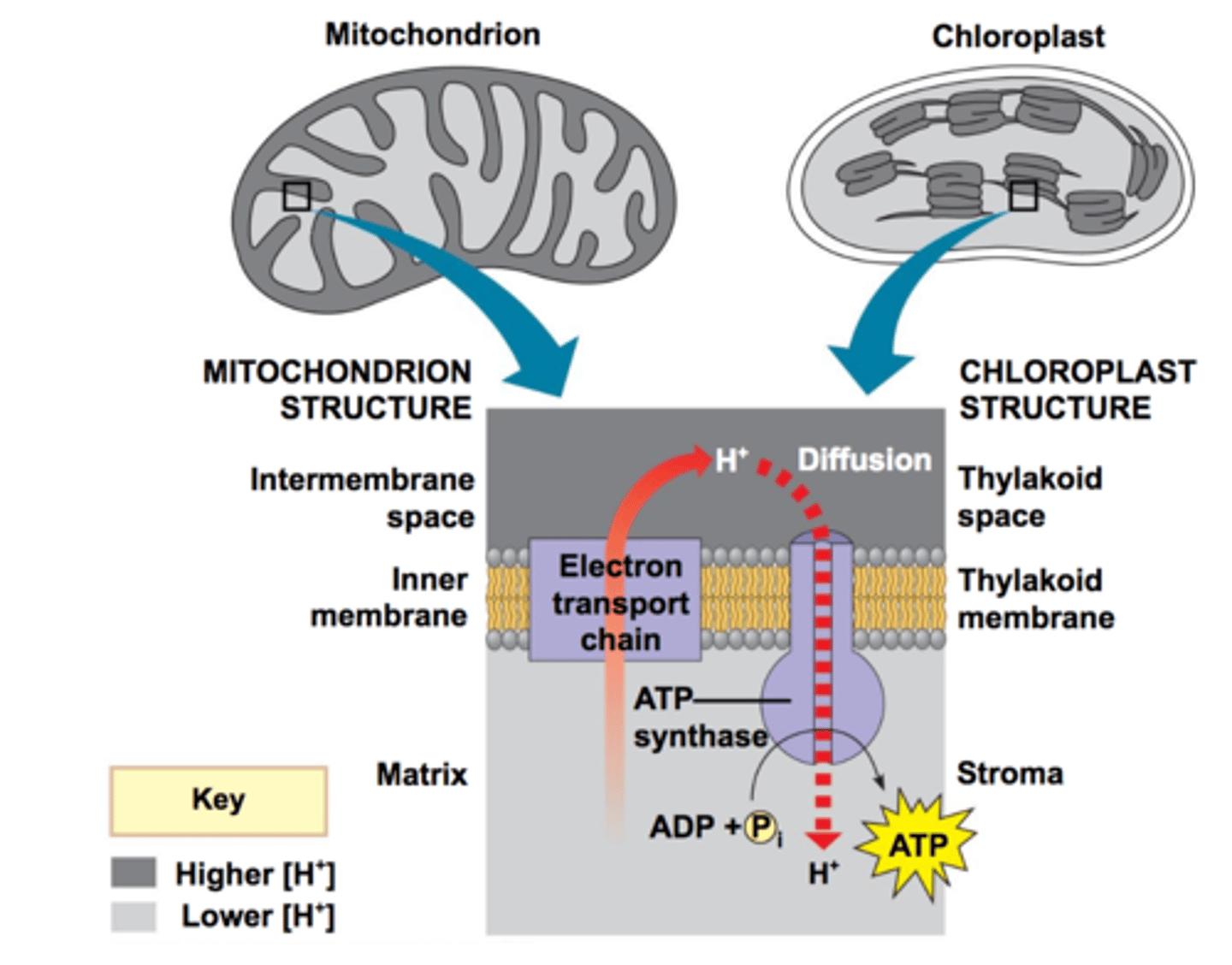 <p>In chloroplasts, protons are pumped into the thylakoid space and drive ATP synthesis as the H+ ions diffuse back into the stroma</p>