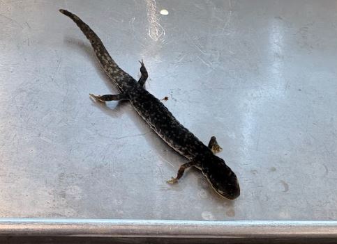 <p>Plethodon glutinosus. Plethodontidae.</p>