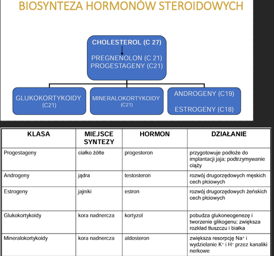 <p>prekursor hormonów steroidowych i soli żółciowych</p><p>składnik bł. biol.</p>