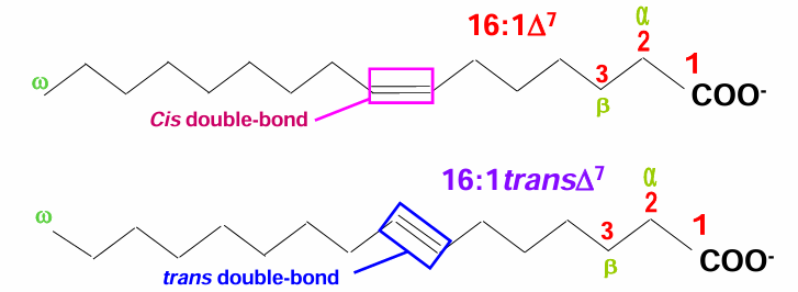 <p>Carbonyl Carbon = 1</p>