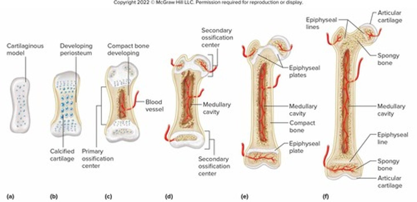 <p>Bones that develop from a model of hyaline cartilage, which is then gradually replaced by bone tissue through a process called endochondral ossification</p>