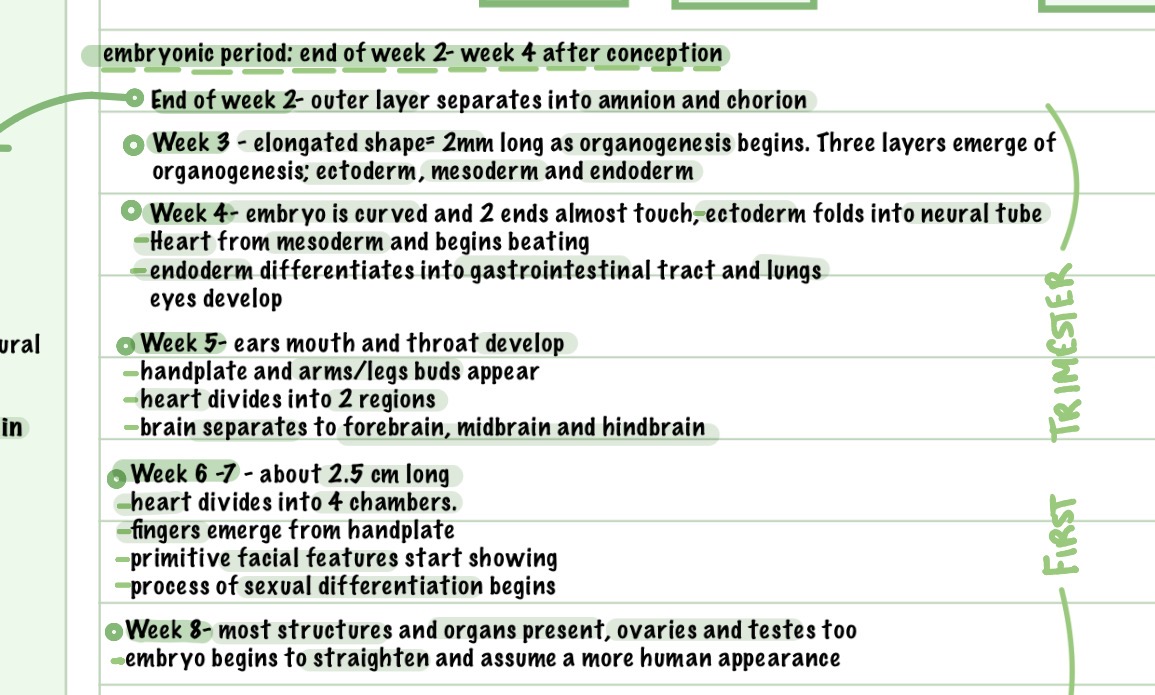 <p>Weeks 3- end of week 8. Rapid organ development and many sensitive periods, emergence of nervous system</p>