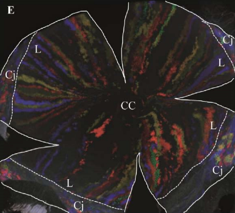 <p>X= cell contribution due to basal cell proliferation<br>Y= cell contribution due to centripetal movement of cells<br>Z= Normal loss of cells from the corneal surface </p>