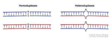 <ul><li><p>in a tissue, some will be wild type and some will be mutant</p></li><li><p>in this analysis, one should be able to guess where the WT and mutant are because PCR is used to create a product/amplicon where the mutation is right in the middle</p></li></ul><p></p>