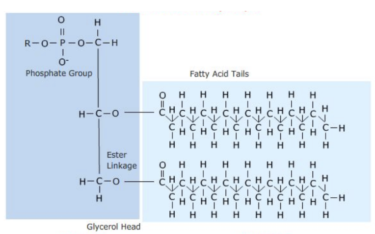 <ul><li><p>Similar to fats</p></li><li><p>2 fatty acid chains</p></li><li><p>Final glycerol is bonded to a phosphate group</p></li><li><p>Hydrophilic &amp; hydrophobic ends</p><ul><li><p>Fatty acid chains are hydrophobic (Non-polar)</p></li><li><p>Phosphate group is hydrophilic (Polar / charged)</p></li></ul></li><li><p>Contains bilayering</p></li></ul>