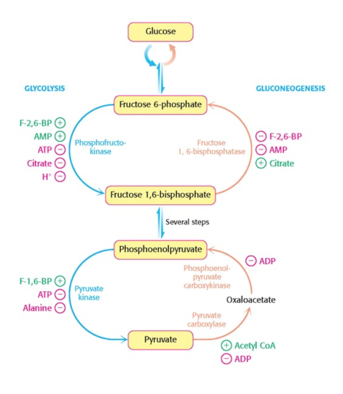 <p>Glycolysis, basic structure, activation of glucose </p>