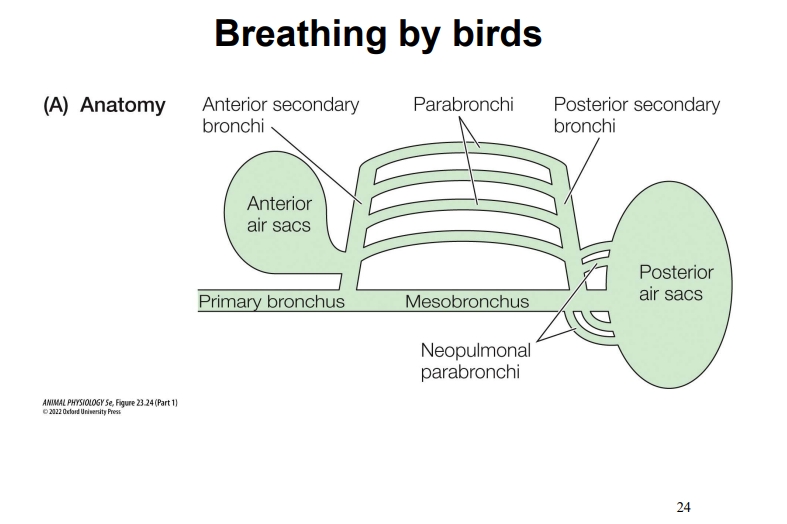 <p>Hows the inhalation and exhalation work for birds?</p>