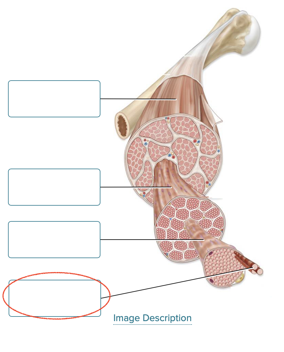 <p><span><span>Label the components of skeletal muscle.</span></span></p>