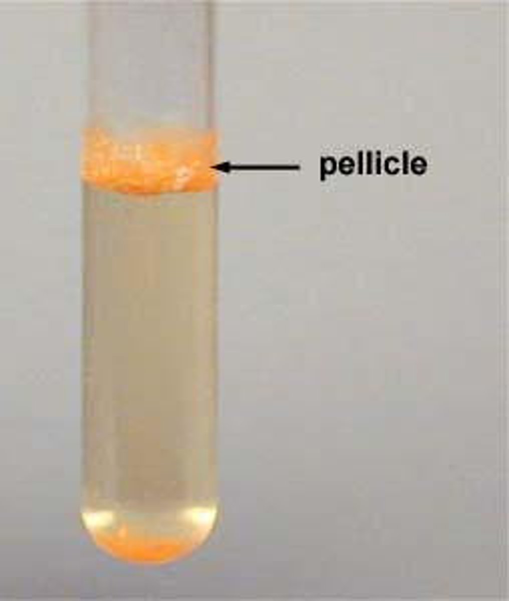 <p>bacterial type forming a thick floating mass of cells on the surface of a liquid culture</p>