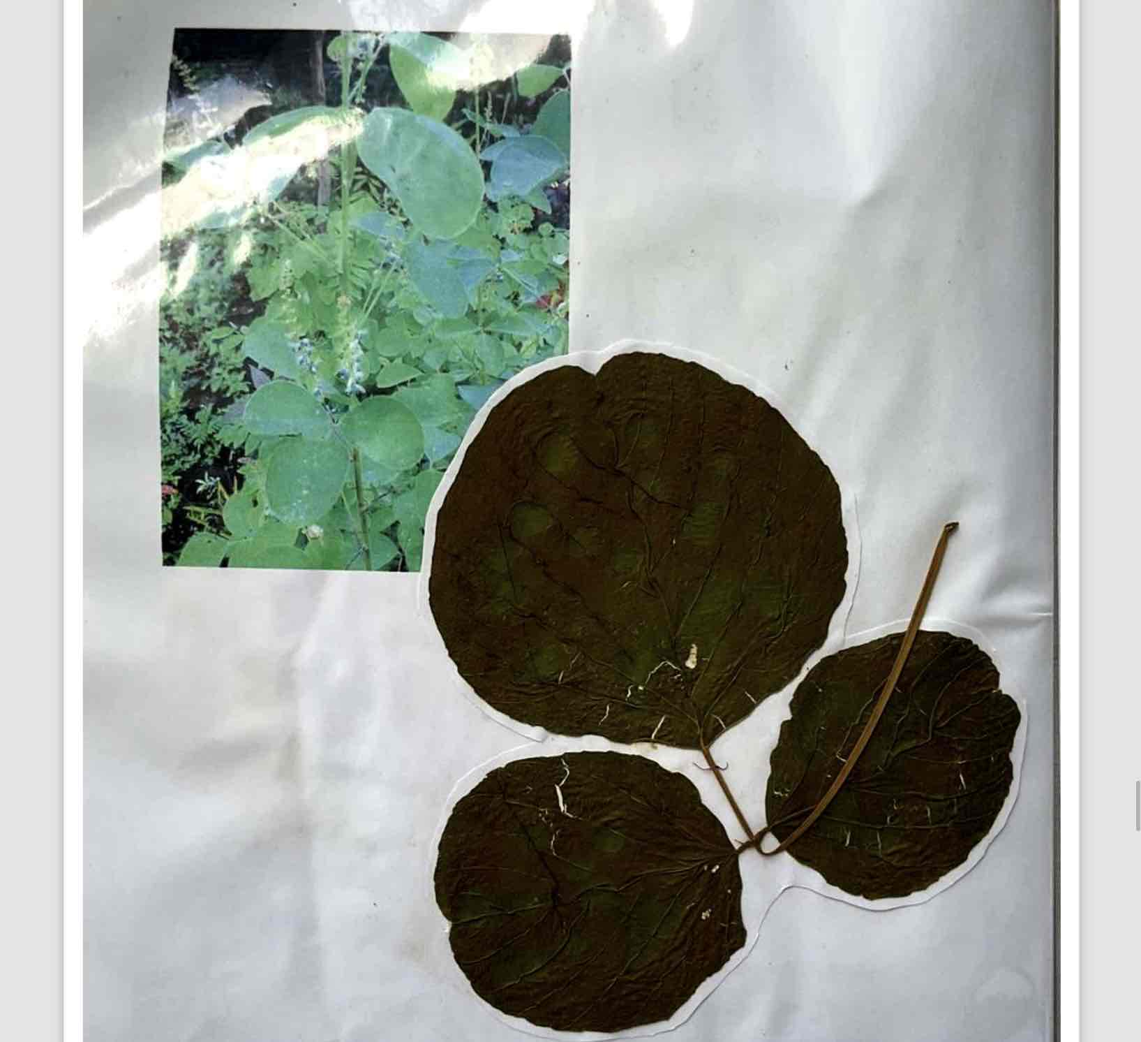 term image
