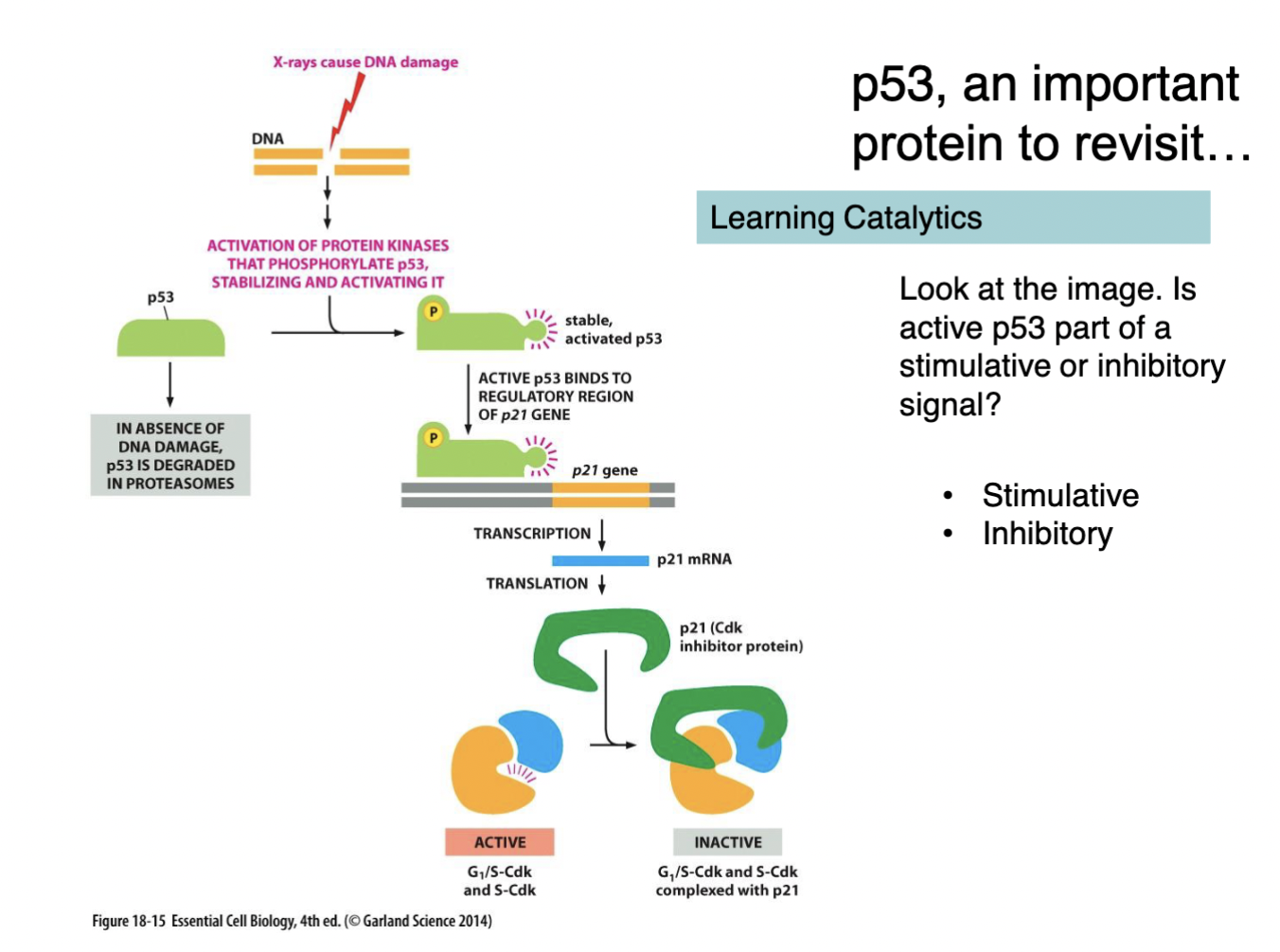 NOTE: in ABSENCE of DNA damage, p53 EASILY gets degraded (in PROTEOSOMES)

\

1. DNA gets damaged (can be from error in replication or X-rays, etc)
2. now that DNA is damaged, protein kinases are ACTIVATED → activation of protein kinases leads to phosphorylation of p53 → adding the phosphate group STABILIZES/ACTIVATES p53 
3. active p53 binds to the REGULATORY region of p21 gene 

   
   1. this results in the transcription of p21 into p21 mRNA 
   2. p21 mRNA gets translated into p21 protein (this is a CDK INHIBITOR protein) 
4. the CDK inhibitor protein (translated from p21 gene) binds to an ACTIVE G1/S cyclin-CDK or S cyclin-CDK → causes a conformation change in the cyclin-CDK complex
5. RESULT of p53 pathway: p21 protein INACTIVATES the cyclin-CDK complex that it binds to (stops the stimulatory signals from moving the cell into S or G2 phase so that p53 can repair DNA damage or initiate apoptosis) 
