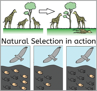 <p>What does natural selection act on?</p>