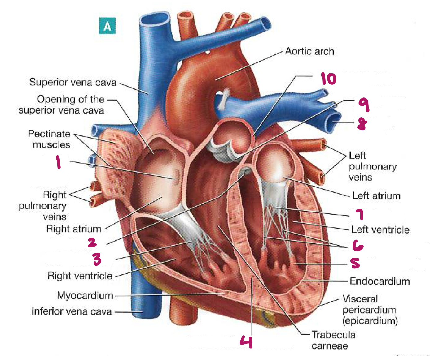 <p>Label figure 5.</p>