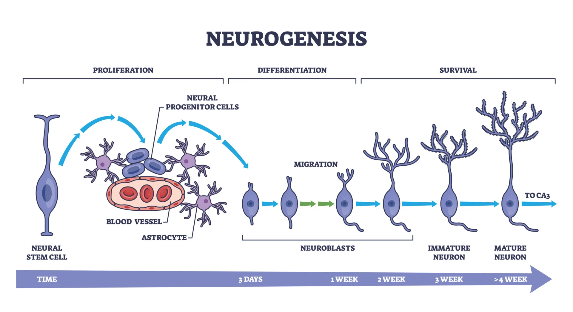 <p><em>aka Neuron Proliferation</em></p><p>Mitotic division of progenitor (mother) cells into dedicated neural or glial precursors, occurring during prenatal infancy at the core of the neural tube, bordering CSF</p><ul><li><p><strong>Ventricular Zone</strong> is where neural progenitors are ‘born’ and start their migration</p></li><li><p><strong>First </strong>in the neural development sequence </p></li></ul><p></p>