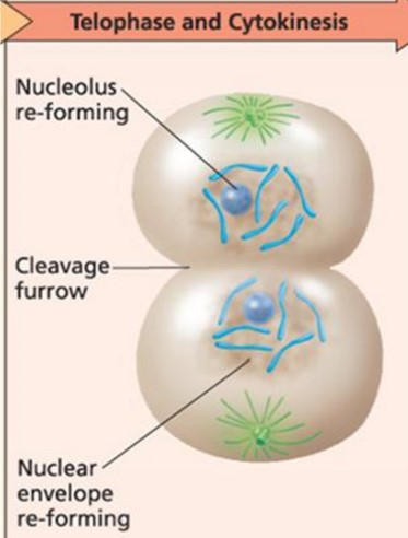 Chromosome condense
Nonkinetochore microtubules elongate cell
Nuclear envelope reforms