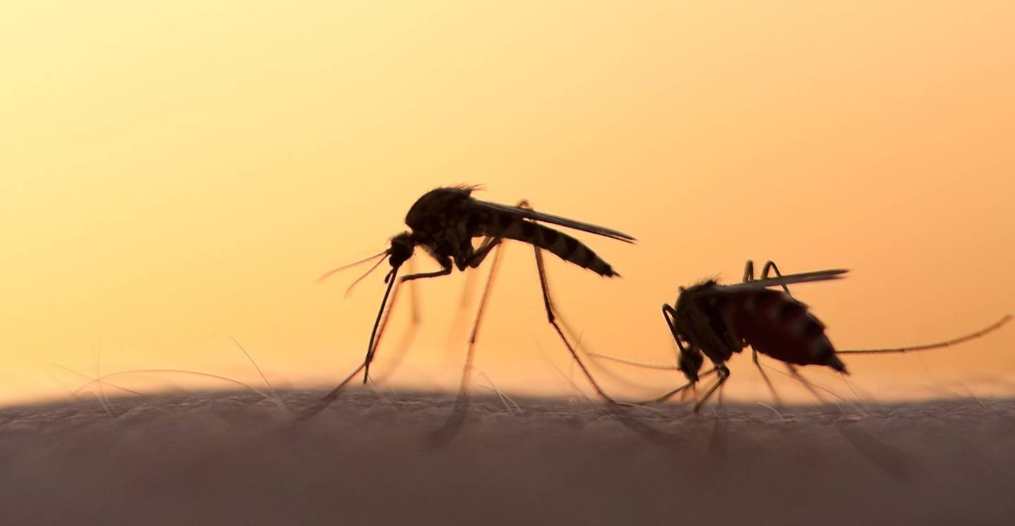 côn trùng mang mầm bệnh Insects carrying disease pose a threat to crops.