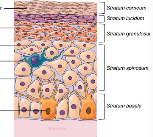 <p>Superficial:</p><p>Stratum Corneum</p><ul><li><p>15-30 layers of fully dead keratinized keratinocytes (lose nuclei</p></li><li><p>keratinocytes</p></li></ul><p>Stratum Lucidum </p><ul><li><p>single layer of densly packed keratinocytes for support (only in thick skin) </p></li></ul><p>Stratum Granulosum </p><ul><li><p>3-5 layers of keratinocytes transitioning from metabolically active → dead </p></li><li><p>flatten as cells move up</p></li></ul><p>Stratum Spinosum </p><ul><li><p>8-10 layers of keratinocytes, cells flatten </p></li><li><p>langerhans cells here</p></li></ul><p>Stratum Basale </p><ul><li><p>single layer of cuboidal/columnal cells </p><ul><li><p>source of cell renewal (stem cells), melanocytes, merkel cells</p></li></ul></li></ul><p></p><p>most metabolically active = closer to basment membrane</p>