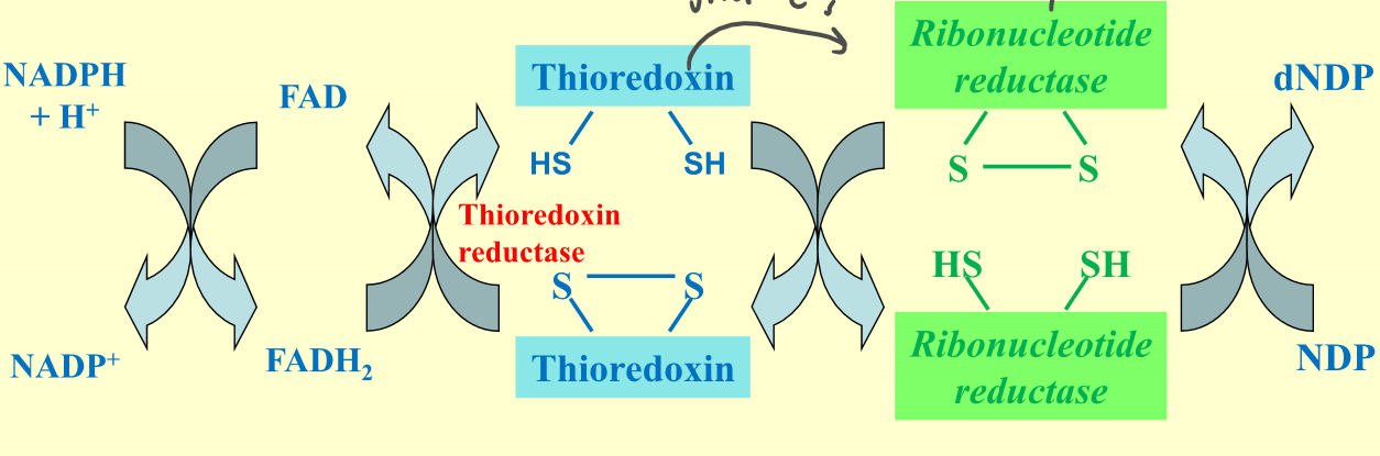 Thioredoxin intermediate + ribonucleotide reductase

\
NADPH → FADH2 → Thioredoxin → Ribonucleotide synthase → NDP=dNDP 