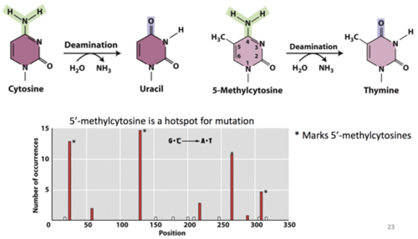 <p>- <b>removes uracil from DNA</b><br>-- deamination of cytosine =&gt; uracil (CG =&gt; UA)<br>- BUT deamination of 5-methylcytosine =&gt; thymine (CG =&gt; TA transition)<br>-- so... <b>5' methylcytosine is a hotspot for mutation</b></p>