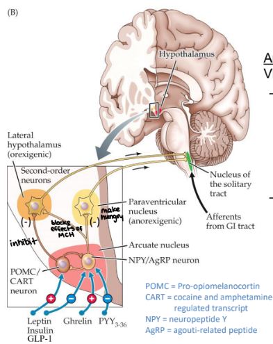 <p>excited by ghrelin, inhibited by insulin, leptin, GLP-1, &amp; PYY</p><p>releases NPY to inhibit appetite-suppressing neurons in paraventricular nucleus (PVN)</p><p>releases AgRP to block effects of a-MSH in LH </p>
