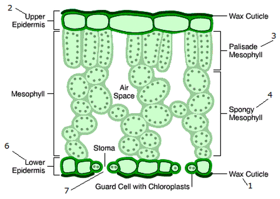 <p>Leaf structure</p>
