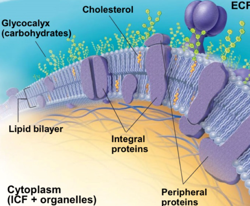 <ul><li><p>selectively permeable barrier surrounding cells</p></li><li><p>separates ECF and ICF</p></li><li><p>membrane proteins</p><ul><li><p>peripheral on surface</p></li><li><p>integral embedded</p></li></ul></li><li><p>cholesterol = stability but allows for fluidity</p></li><li><p>carbohydrates = recognition (identifying cells)</p></li></ul><p></p>