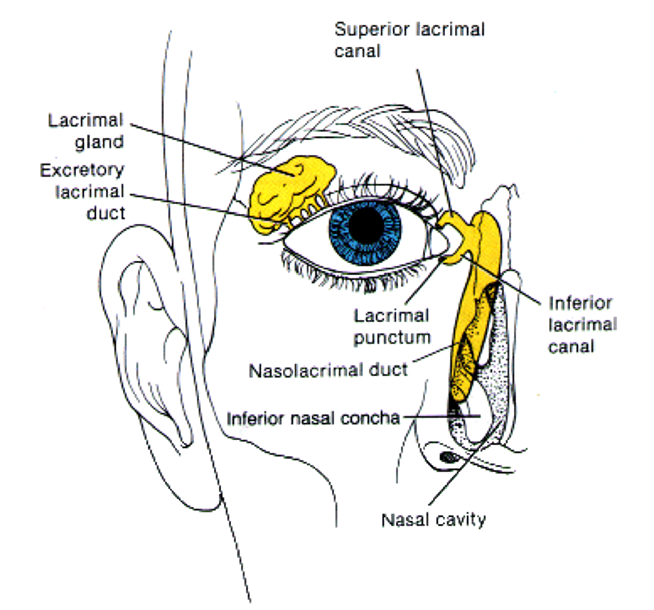 <p>the name for this system</p>