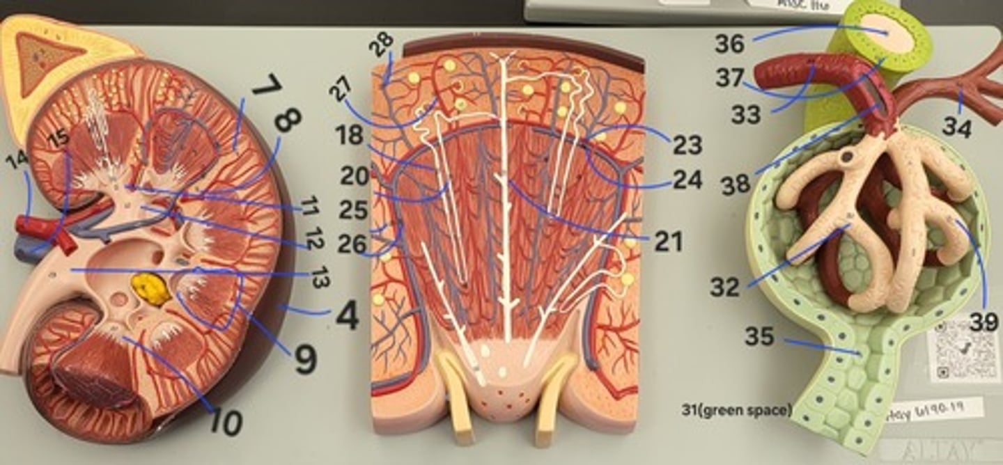 <p>Afferent glomerular arteriole</p>