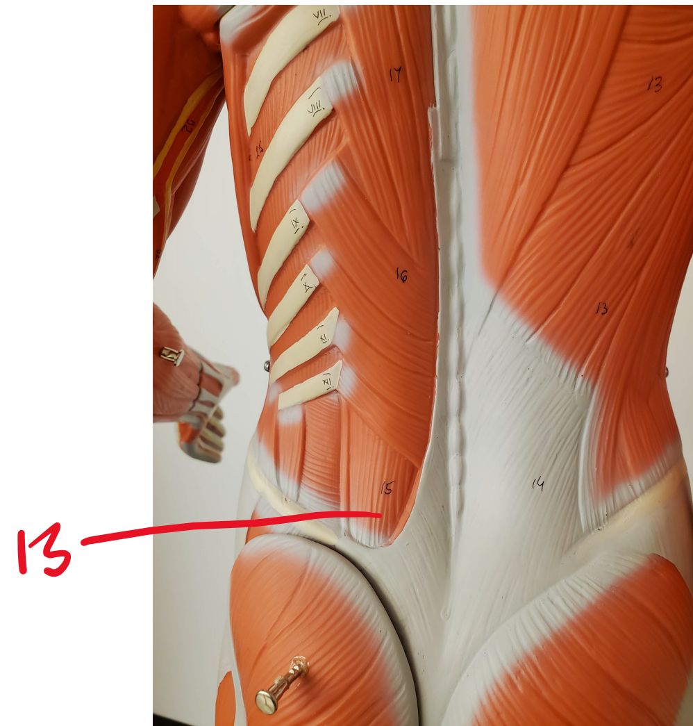 Muscle in the vertebral column #13