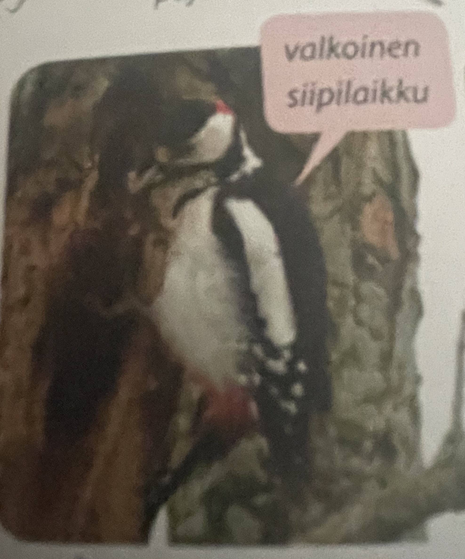 <p>mikä eläin</p>