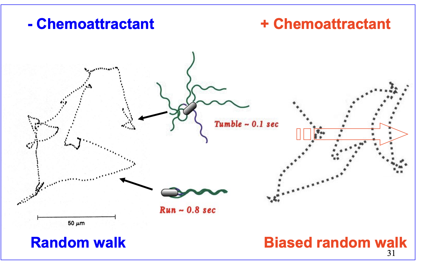 <ul><li><p>Temporally</p></li></ul><p>NOT a spatial sensing mechanism</p><ul><li><p>Biased random walk when there is a chemattractant→ longer runs, shorter tumbles</p></li></ul><p></p>