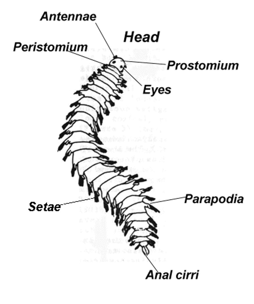 <p>Bristle-like structures found in pairs on each segment of annelid worms, helping in movement and anchorage.</p>