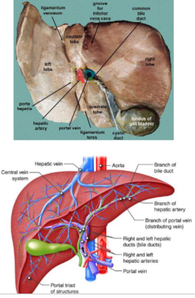 <p><span>PHOTO: What does the liver overview diagram show?</span></p>