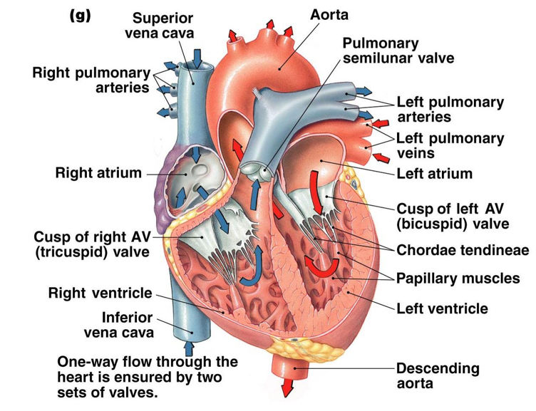 <p><strong>heart valves</strong> ensure one-way flow</p><ul><li><p>right AV valve (tricuspid)</p></li><li><p>left AV valve (bicuspid)</p></li><li><p>pulmonary valve</p></li><li><p>aortic valve</p></li></ul>