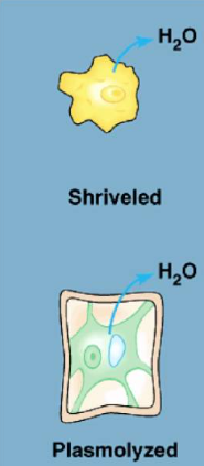 <p>the concentration of solutes is higher outside of the cell</p><p>water will move to the extracellular fluid/outside</p><p>animal cells will shrivel and die</p><p>plant cells experience plasmolysis(vacuole shrinks and the plasma membrane pulls away from the cell wall)</p><p>ex. 0.15 M inside cell 0.3 M outside cell, water moves out</p>
