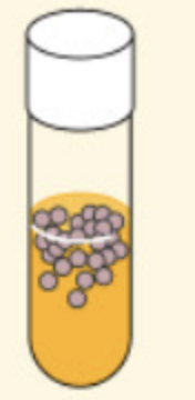 <p><span>organisms that grow only in the <u>presence of oxygen</u><br>-They obtain their energy through <strong>aerobic respiration</strong></span></p><p>*Presence of enzymes catalase and SOD to neutralized toxic forms of oxygen</p><p><span><strong>Ex: Alcaligenes faecalis</strong></span></p>