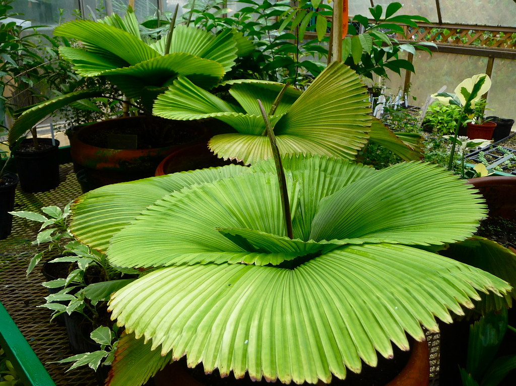 <p>Daun Nisang, Gereneh, Parasol Palm, Palmier Parasol</p>