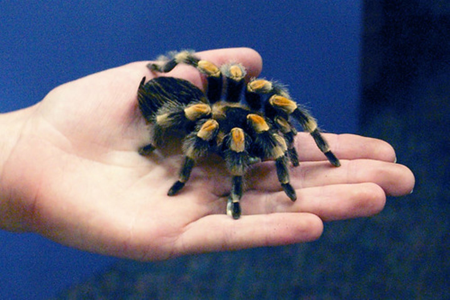 <p>een tarantula, een vogelspin</p>